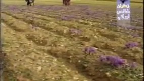 تاریخچه صادرات زعفران ایران در جهان