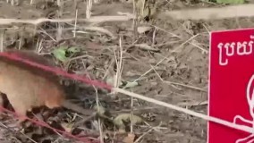 ماگاوا ، موش صحرایی مین یاب بازنشسته می شود