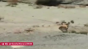 تصویری زیبا از قوچ اِسپیت کوهی