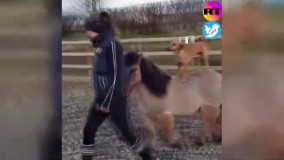 سگ سه ساله‌ای که اسب‌سواری می‌کند !