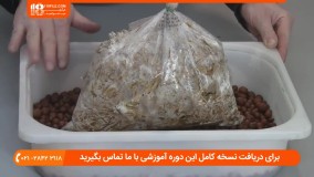 آموزش پرورش قارچ - پرورش قارچ صدفی با استفاده از قهوه