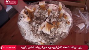 آموزش پرورش قارچ - پروش قارچ ریشی در خانه