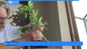 فیلم پرورش گل و گیاه | آموزش کاشت گل و گیاه ( پیوند و انتشار گیاه فیکوس )