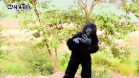 مرد گوریل‌ نما که میمون‌ ها تحویلش نمی‌گیرند !