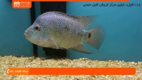 پرورش ماهی زینتی|ماهی آکواریوم|ماهی زینتی(بیماری های کم توجه شده ی ماهی آب نمک)