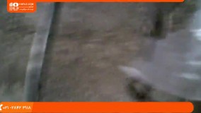 پرورش قارچ|پرورش قارچ در منزل|پرورش قارچ دکمه ای(مرحله هوادهی)