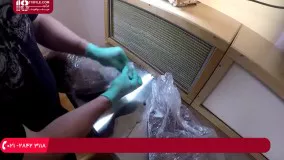 پرورش قارچ|پرورش قارچ در منزل|پرورش قارچ دکمه ای(مرحله باردهی قارچ )