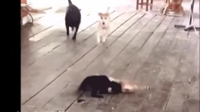 aac588ebca903f024e12ad5b827773503635317-360p