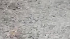 خشکسالی باعث شده حیوانات به انسان پناه ببرند : روباه تشنه از انسانها آب می‌خواهد