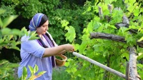 آشپزی روستایی : دلمه برگ مو