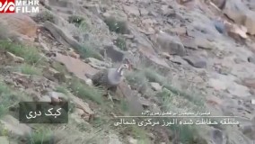 تصاویری زیبا از کبک دری در البرز مرکزی