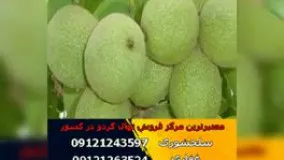 خرید انواع نهال گردو