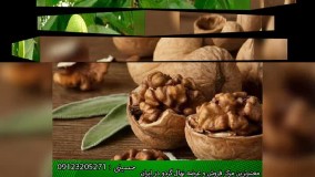 خرید انواع نهال گردو