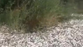 مرگ هزاران قطعه ماهی در هویزه