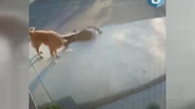 لحظه حمله یک سگ ولگرد به شهروندی در استانبول