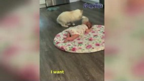 تلاش یک گربه برای ایجاد رابطه دوستانه با نوزاد