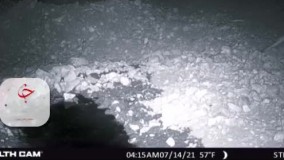 ثبت تصویر گربه وحشی در منطقه حفاظت شده ارژن - پریشان