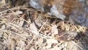 نجات لاکپشت تشنه از آتش‌سوزی مریوان