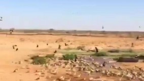 هورالعظیم تشنه است ، خشکسالی در خوزستان