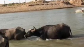 آب به هورالعظیم رسید