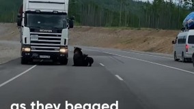 باج‌ گیری خرس‌ ها از رانندگان در جاده !