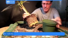 آموزش کاشت گل :: نگهداری گیاه :: قلمه زدن :: نگهداری خون سیاوشان