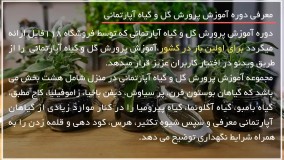 آموزش کاشت گل :: نگهداری گیاه :: قلمه زدن :: نگهداری گل کاغذی مصری