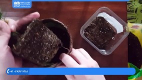 آموزش کاشت گل :: نگهداری گیاه :: قلمه زدن :: تکثیر و تعویض گلدان گیاه پالور پالم