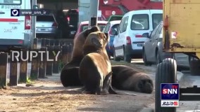 شهر در قرق شیرهای دریایی !