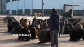 شهر در قرق شیر‌های دریایی!