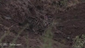 شکار تصاویری ناب از گربه وحشی توسط یک محیطبان