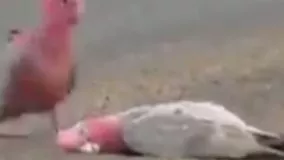 کلی‍پی احساسی از یک طوطی که پربازدید شد