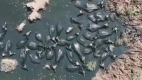 تصاویر هوایی از وضعیت خشکی هورالعظیم