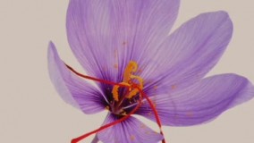 زعفران قاینات