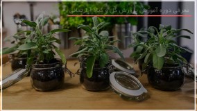 فیلم پرورش گل و گیاه | کاشت گل | گیاهان زینتی (قلمه زدن Bromeliad Guzmani)