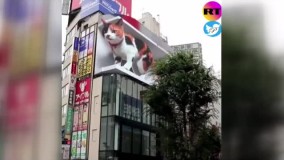 گربه غول‌پیکر روی بیلبورد سه‌ بعدی در توکیو