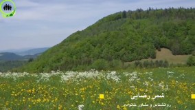 تاثیر گل و گیاه در دوری از غم و اندوه 2