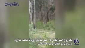 لحظه آشتی کردن دو کانگورو بعد از مبارزه جانانه !