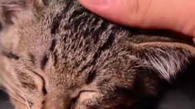 خانه ای شبیه باغ وحش 1