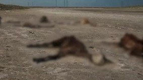 تلف شدن اسب ها از فرط گرسنگی