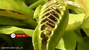 لحظه بلیعده شدن زنبور عسل توسط گیاه گوشت خوار