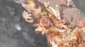 مرگ مشکوک ماهیان قنات جهانی حسن‌آباد یزد