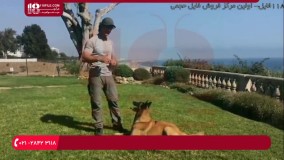 تربیت سگ-تربیت سگ خانگی-سه اشتباه بزرگ در آموزش سگ و نحوه اجتناب از آنها