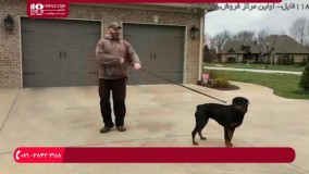 سگ-تربیت سگ-تربیت سگ خانگی- از بین بردن ترس و اضطراب