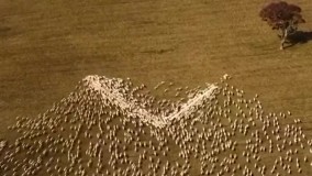 قلبی برای عمه جان از جنس گوسفند