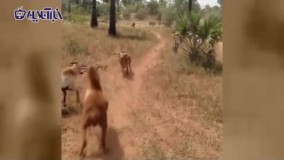 مبارزه عجیب سه بز ؛ شاخ به شاخ !