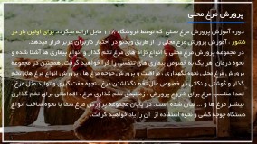 پرورش مرغ محلی-پرورش مرغ-نیاز مرغ ها به گرما در فصل زمستان