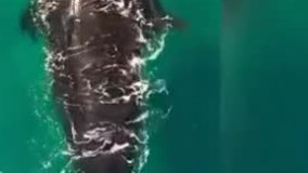 تصاویر شگفت انگیز از غول‌های اعماق دریا