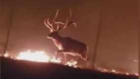 فرار سه گوزن از جنگل آتش گرفته در آمریکا