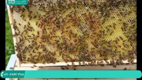زنبورداری - آموزش پرورش زنبور عسل - آپدیت دسته با تکان دادن